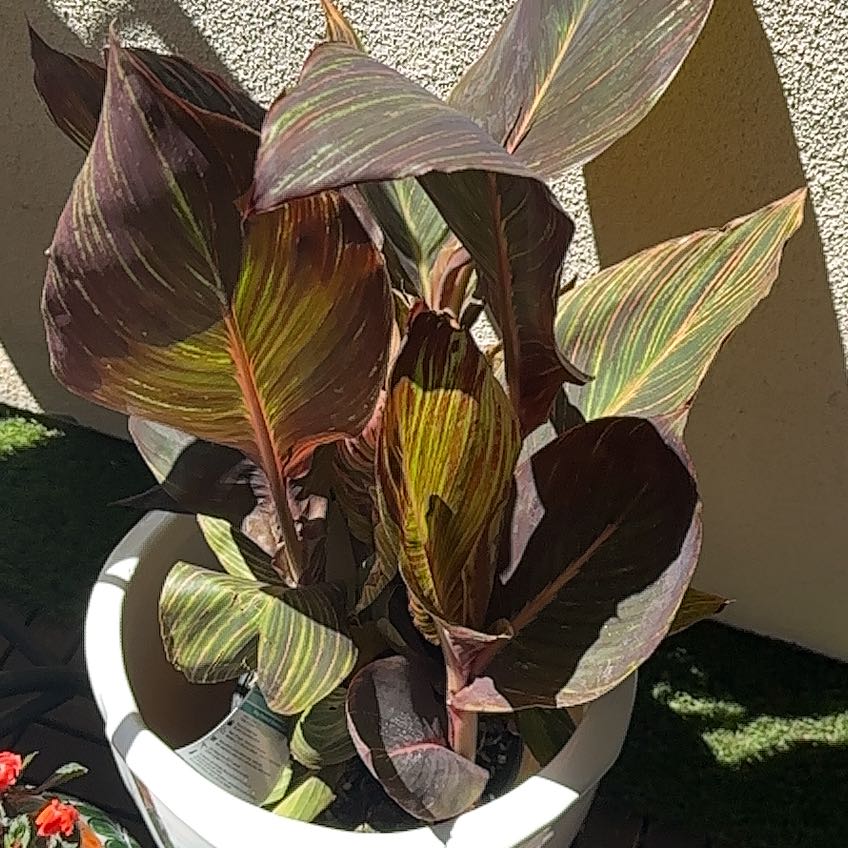 Photo of the plant species Tropicanna Canna Lily by @YokeMaylily96 named Messi on Greg, the plant care app