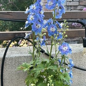 Photo of the plant species Candle Larkspur by @YokeMaylily96 named Harry on Greg, the plant care app