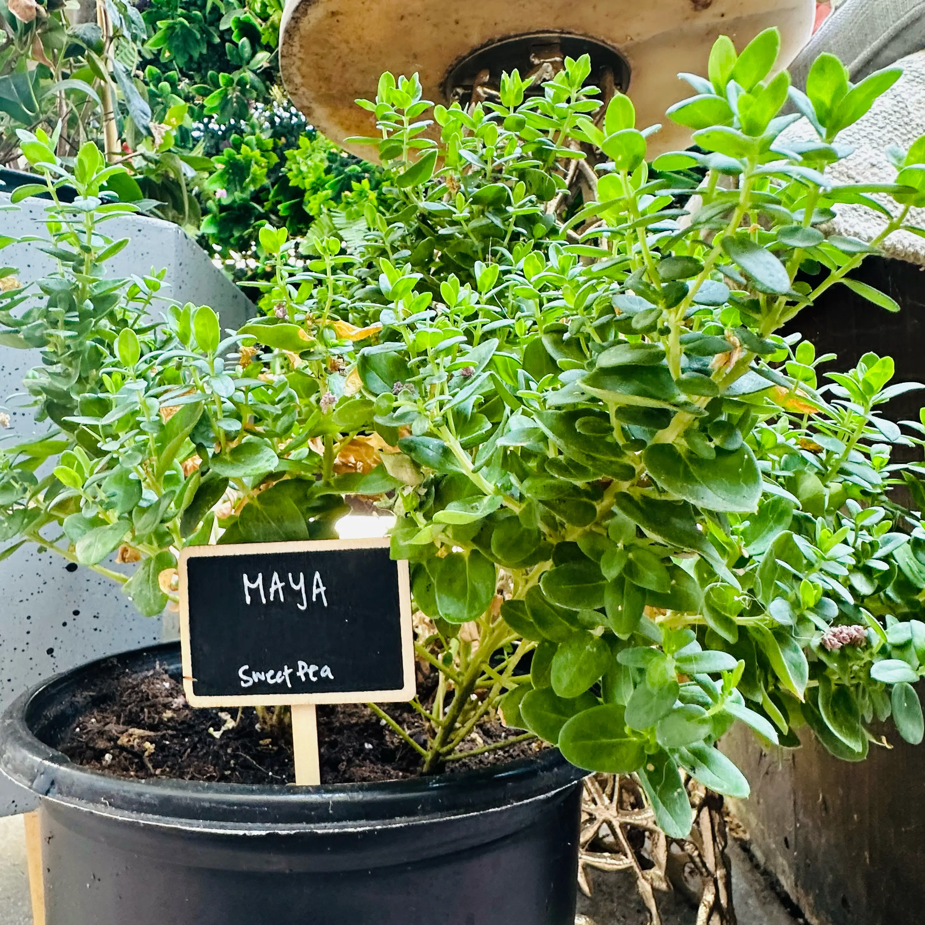 Photo of the plant species Sweet Pea Bush by @YokeMaylily96 named Maya on Greg, the plant care app