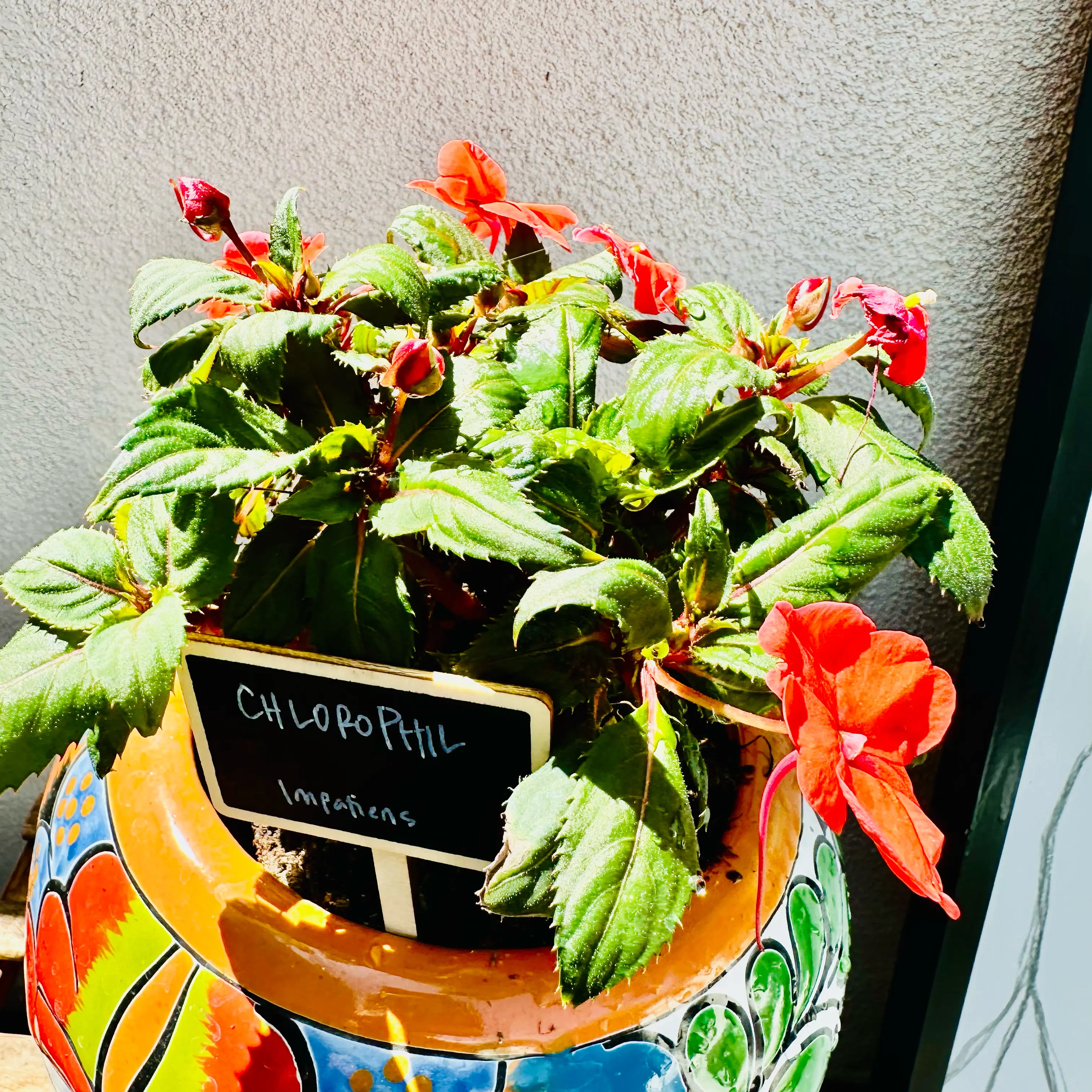Photo of the plant species Impatiens by @YokeMaylily96 named ChloroPhil on Greg, the plant care app