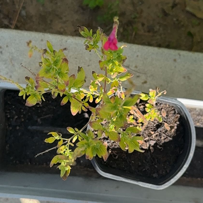Photo of the plant species Mexican Orange by @ZarfSandwort67 named Aristotle on Greg, the plant care app