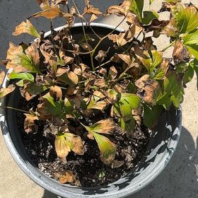 Photo of the plant species Chinese Peony by @ZarfSandwort67 named Harper on Greg, the plant care app
