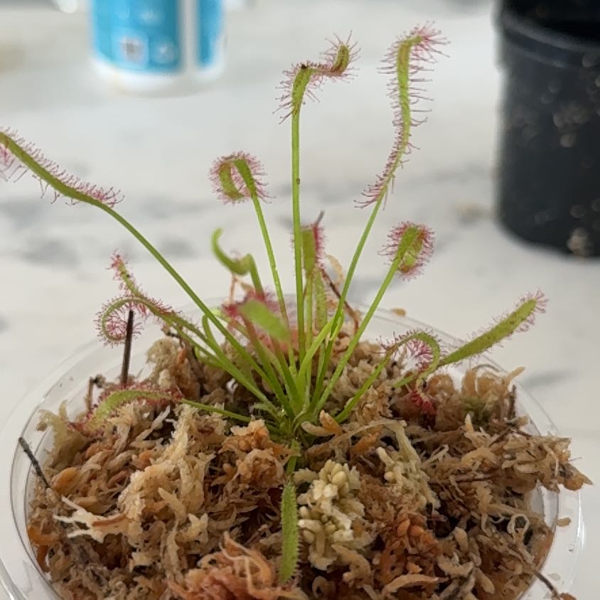 Photo of the plant species Cape Sundew by @PetPalepuma75 named Hannibal on on Greg, the plant care app