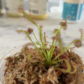 Photo of the plant species Cape Sundew by @PetPalepuma75 named Clarice on Greg, the plant care app