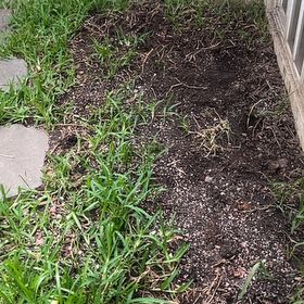 Photo of the plant species Kikuyugrass by @TopAlmond16 named Mollie on Greg, the plant care app
