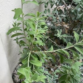 Photo of the plant species Texas Barometer Bush by @TopAlmond16 named Rainira on Greg, the plant care app