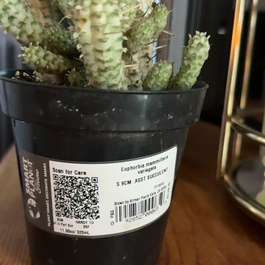 Photo of the plant species Variegated Corncob Cactus by @TryFlaxsilk3 named Kylie on Greg, the plant care app