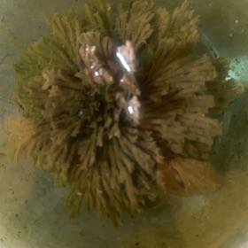 Photo of the plant species Resurrection Plant by @GivingChilli23 named Jericho on Greg, the plant care app
