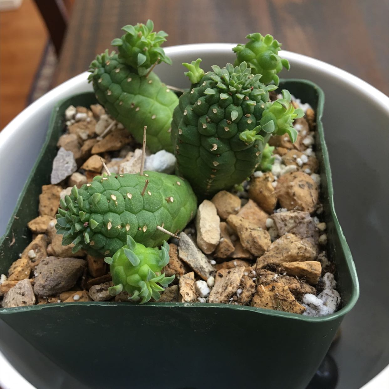 Corncob Cactus in a small pot with rocky soil, healthy and well-framed.