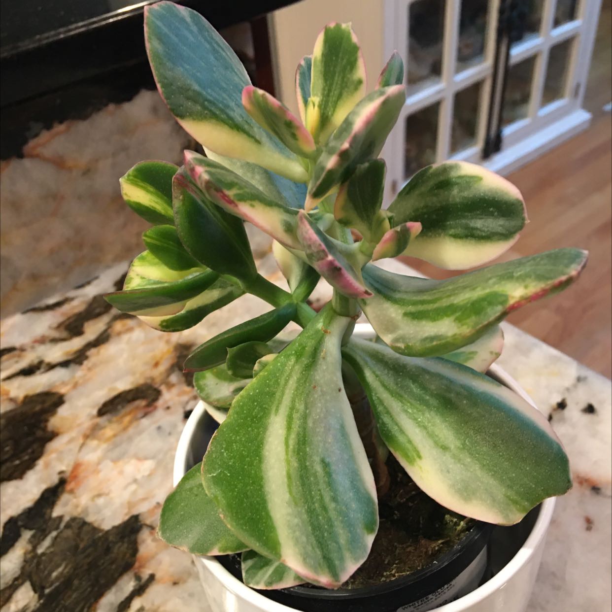Variegated Jade plant with green and cream-colored leaves in a pot on a countertop.