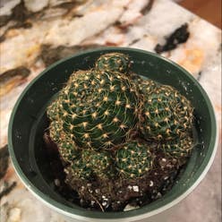 thimble cactus plant