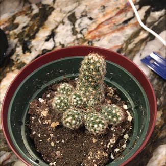 Lady Finger Cactus plant in Powhatan, Virginia