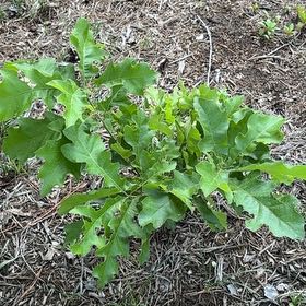 Photo of the plant species Black Oak by @Pegster named Hamilton on Greg, the plant care app