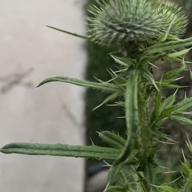Photo of the plant species Spear Thistle by @GuiltfreePepper named Winston on Greg, the plant care app