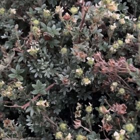 Photo of the plant species Strathmore Weed by @GuiltfreePepper named Cleopatra on Greg, the plant care app