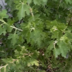 Photo of the plant species Golden Currant by @GuiltfreePepper named Bieber on Greg, the plant care app