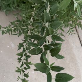 Photo of the plant species Wild Olive by @GuiltfreePepper named Peter Parker on Greg, the plant care app