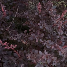 Photo of the plant species Japanese Barberry by @GuiltfreePepper named Remington on Greg, the plant care app