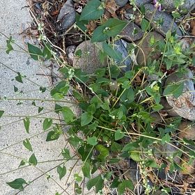 Photo of the plant species Black Bindweed by @GuiltfreePepper named Harry on Greg, the plant care app