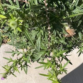 Photo of the plant species Spear Thistle by @GuiltfreePepper named Keanu Leaves on Greg, the plant care app