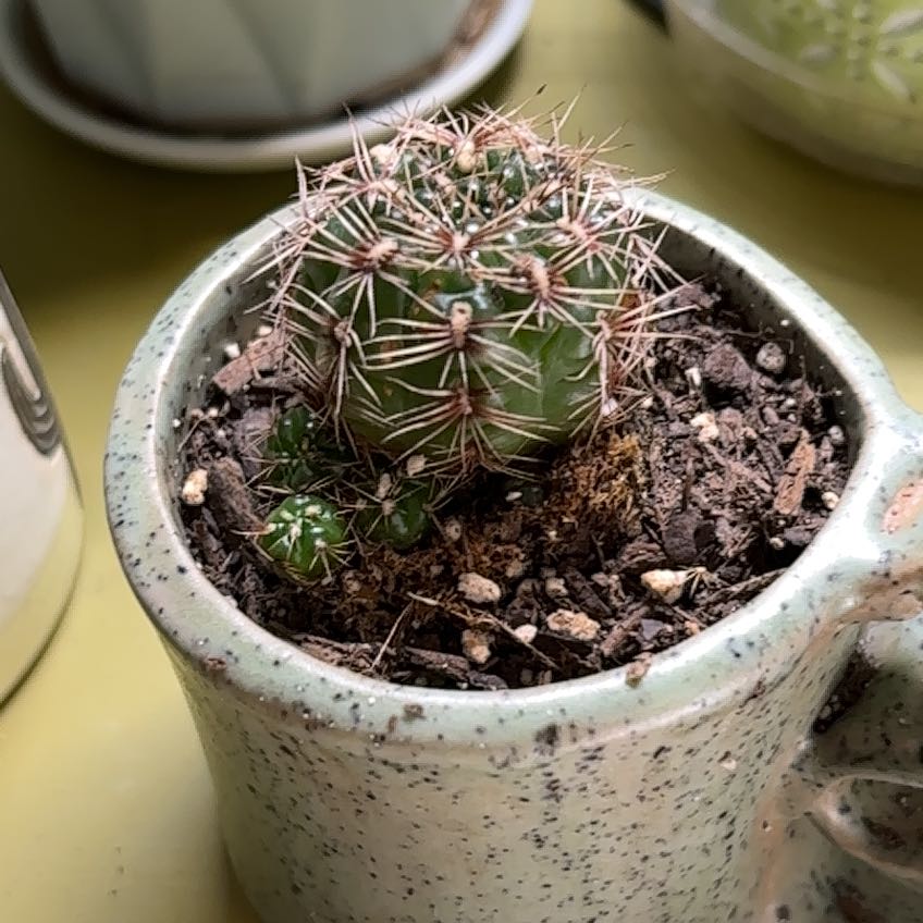 Photo of the plant species Chihuahuan Beehive by @WinSunburst92 named Spike on Greg, the plant care app