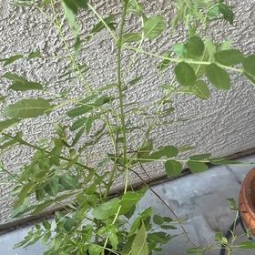 Photo of the plant species Neem by @ariannathecat named Elina on Greg, the plant care app