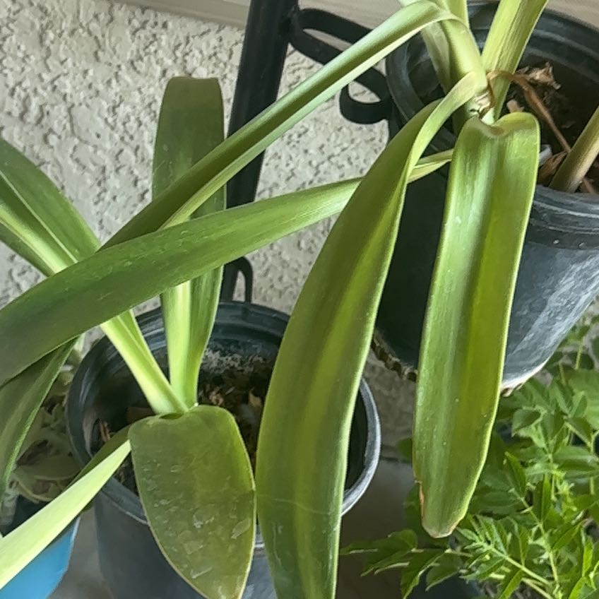 Photo of the plant species Pregnant Onion by @ariannathecat named ChloroPhil on Greg, the plant care app