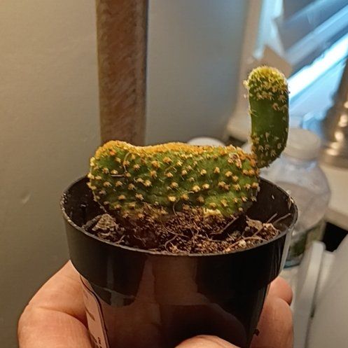 Photo of the plant species Grafted Cacti by @ExactRoussea52 named Bigleef Smalls on Greg, the plant care app