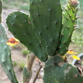 Photo of the plant species Cochineal Cactus by @HipChia9 named Sir Plancelot on Greg, the plant care app