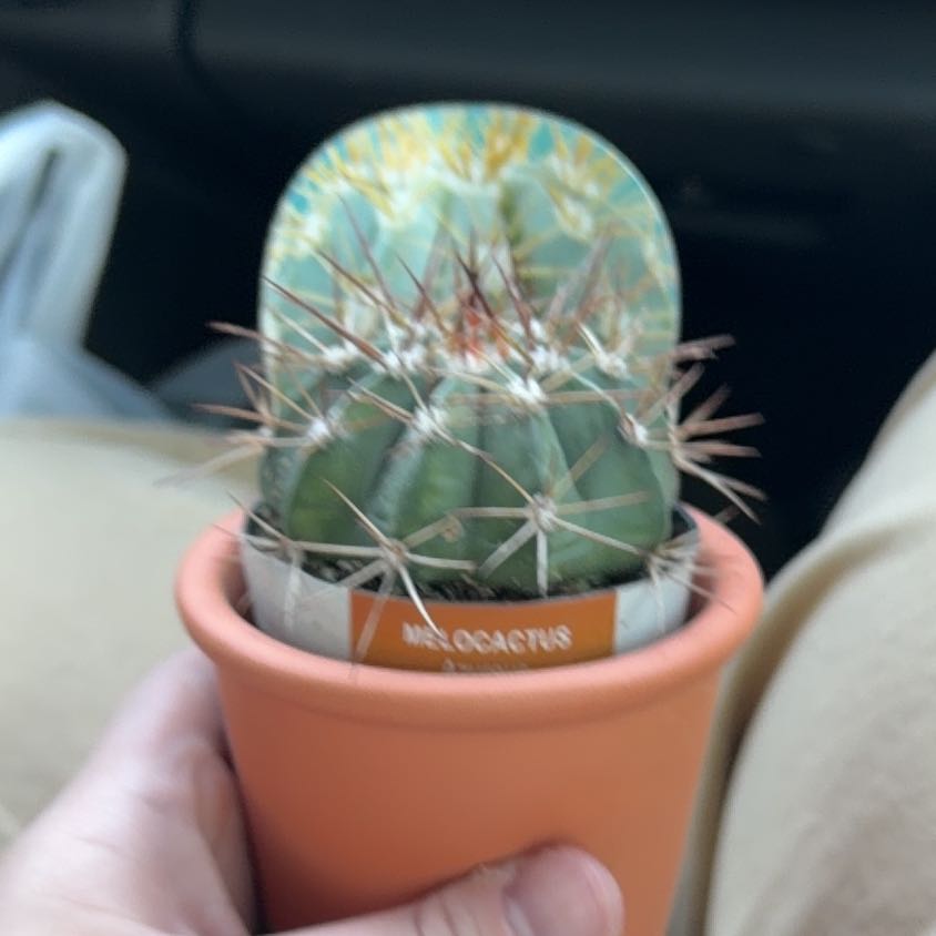 Photo of the plant species Melocactus azureus ferreophilus by @SavoryPaleflax named Fernie Saunders on Greg, the plant care app