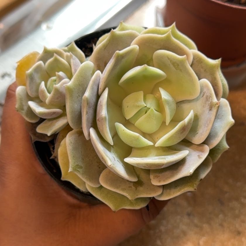 Photo of the plant species Echeveria Hybrid by @JazzedTozzia15 named Elina on Greg, the plant care app