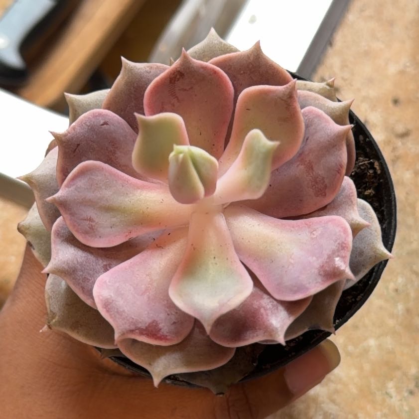 Photo of the plant species Echeveria 'Pink Diamond' by @JazzedTozzia15 named Clooney on Greg, the plant care app