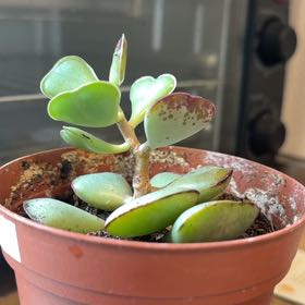 Photo of the plant species Calico Heart by @JazzedTozzia15 named Daphne on Greg, the plant care app