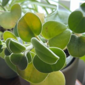 Photo of the plant species Felted Peperomia by @JazzedTozzia15 named Diana on Greg, the plant care app