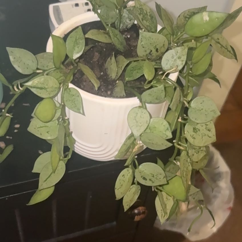 Photo of the plant species Super Silver Hoyaa Krohniana by @HeadTigerjade24 named Silver on Greg, the plant care app