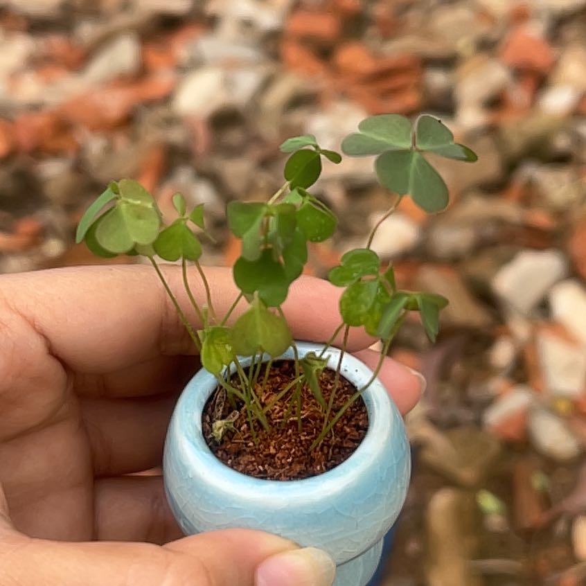 Photo of the plant species Common Yellow Woodsorrel by @IdolLuckynut64 named Fernie Saunders on Greg, the plant care app