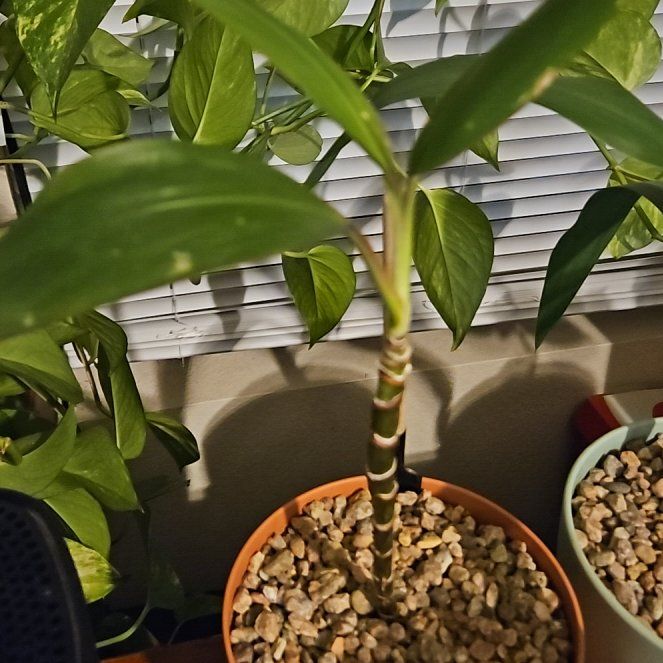 Photo of the plant species Cordyline 'Red Sister' by @DollPinetree86 named Mando on Greg, the plant care app