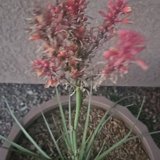 Photo of the plant species Texas Red Yucca by @DollPinetree86 named Harmony on Greg, the plant care app