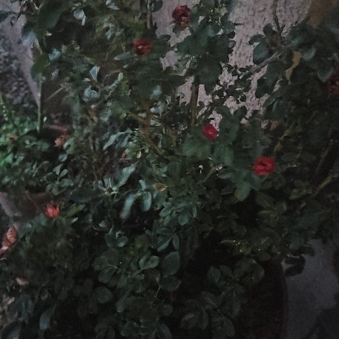 Photo of the plant species Mini Rose by @DollPinetree86 named Sigmund on Greg, the plant care app