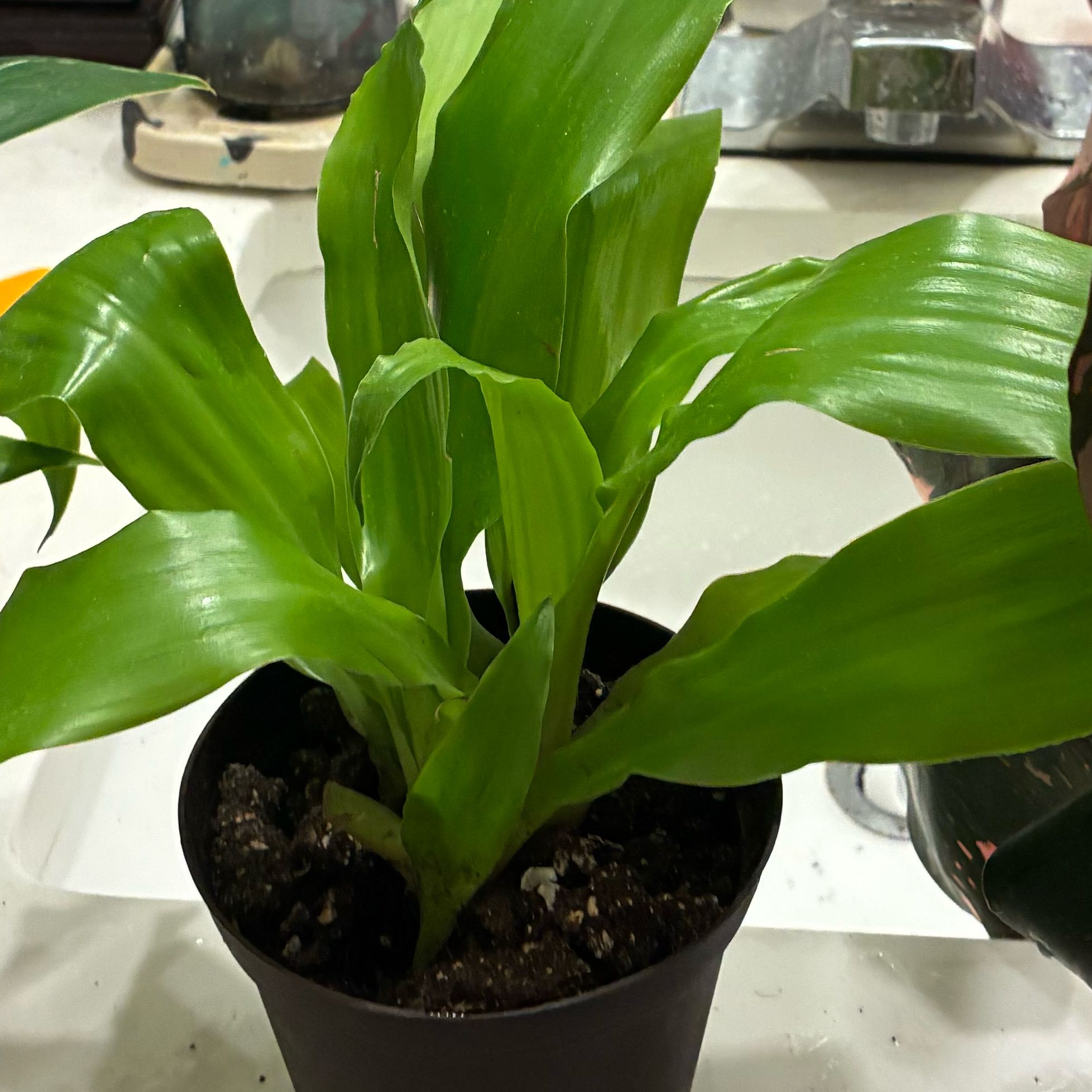 Photo of the plant species Dracaena Limelight by @Cinnacole named Nella on Greg, the plant care app