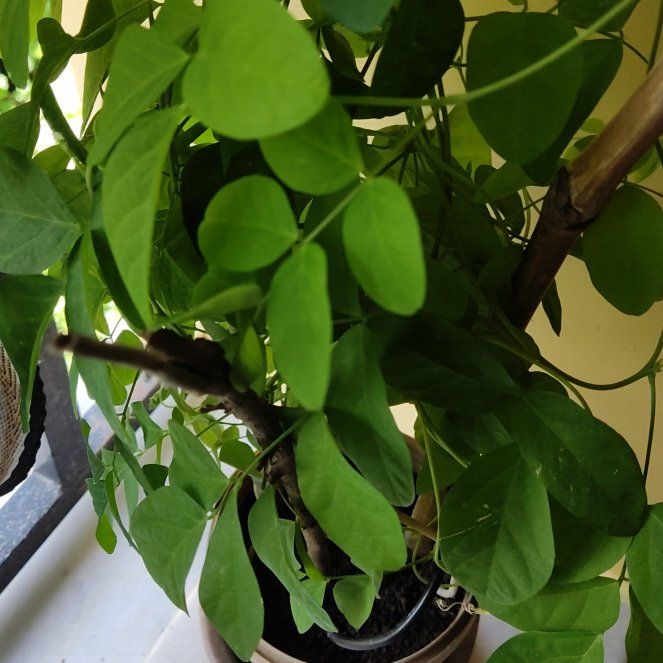 Photo of the plant species Asian Pigeonwings by @YokeBulrush15 named Winston on Greg, the plant care app