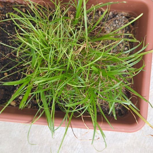 Photo of the plant species cat grass by @FunTropical89 named Harmony on Greg, the plant care app