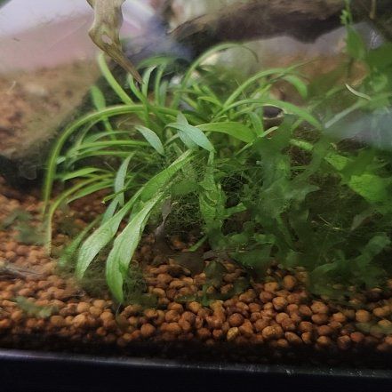 Photo of the plant species Cryptocoryne parva by @RichSedum60 named Elle on Greg, the plant care app