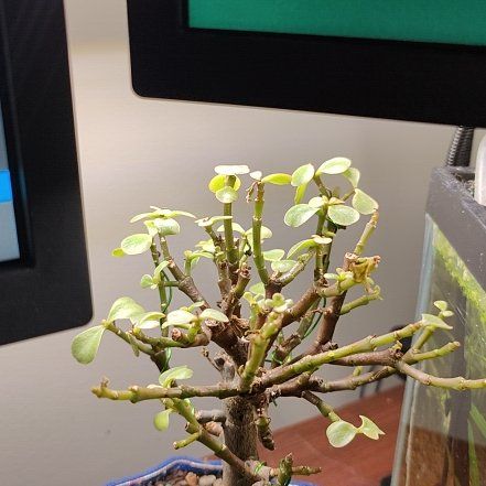 Photo of the plant species Jade Tree by @RichSedum60 named Miley on Greg, the plant care app