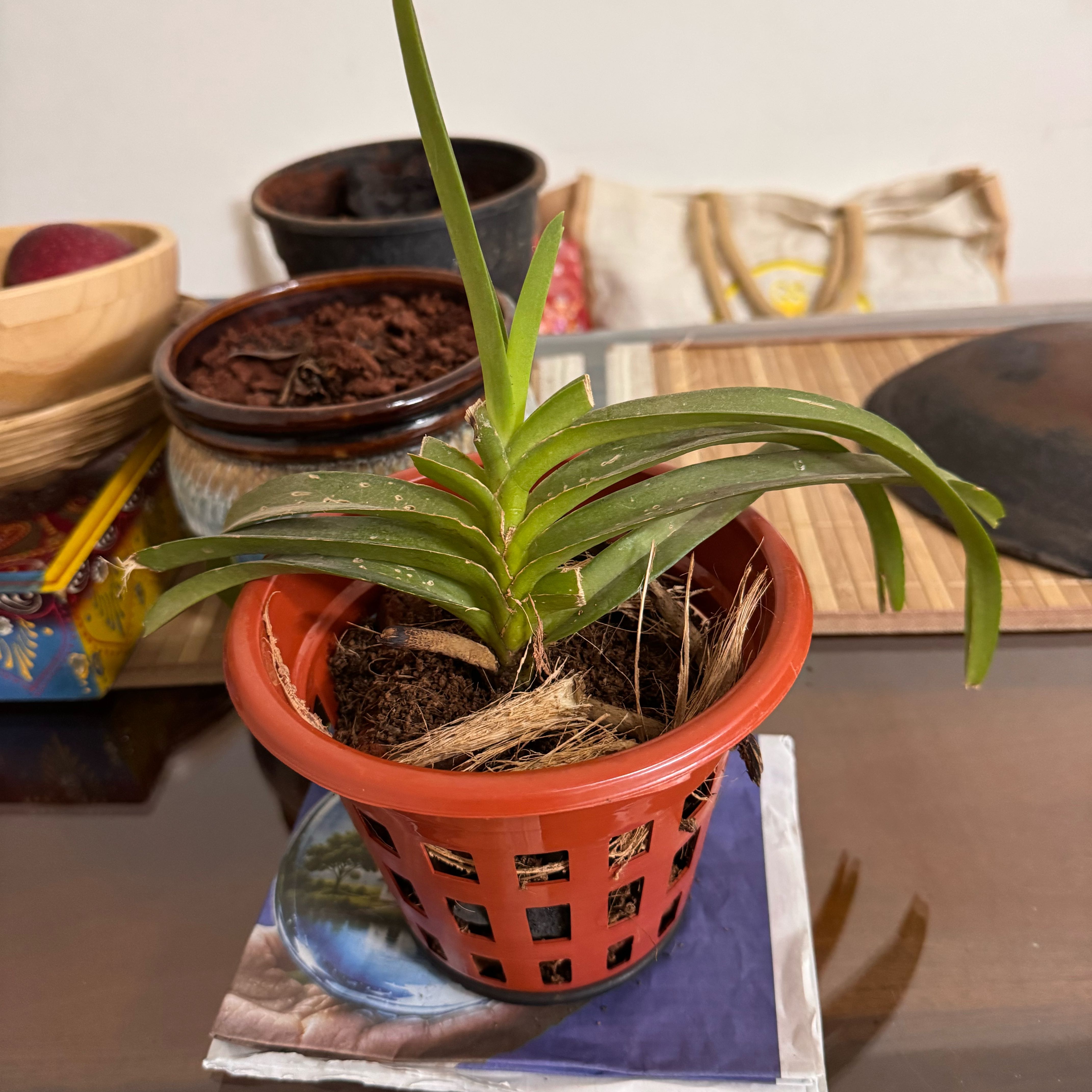 Photo of the plant species Vanda orchid by @CozyFern22 named Leonardo on Greg, the plant care app