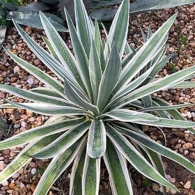 Photo of the plant species Caribbean Agave by @GrownTricolor46 named Navajo on Greg, the plant care app