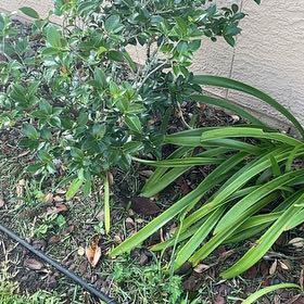 Photo of the plant species New Zealand Rock Lily by @GrownTricolor46 named Bieber on Greg, the plant care app