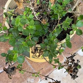 Photo of the plant species Alexanders by @GrownTricolor46 named Nithin on Greg, the plant care app