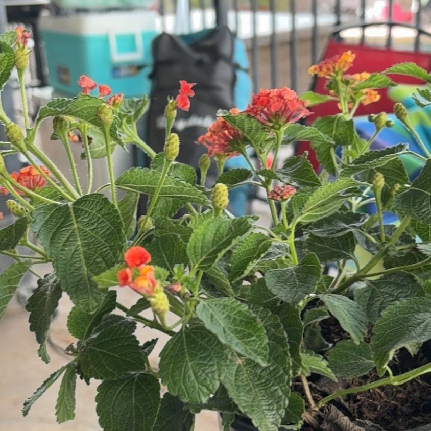 Photo of the plant species Lantana by @SoundlyBarley61 named Orwell on Greg, the plant care app