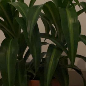 Photo of the plant species Draceana Dragon Tree by @SirLionsear50 named Sonora on Greg, the plant care app